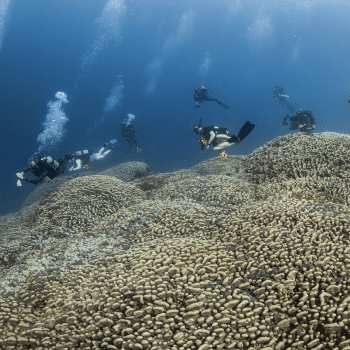 Daily Dive # 222 | World’s Largest Coral Found in the Solomon Islands